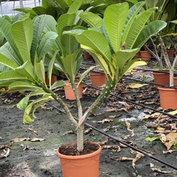 Pluméria   PLUMERIA RUBRA 110CM K12