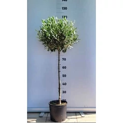 Olajfa   OLEA EUROPAEA T1/4 K5
