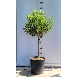 Olajfa   OLEA EUROPAEA T1/4 90CM K9