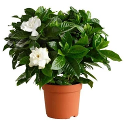 Gardénia GARDENIA MULTIFLORA K3