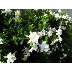 Gardénia GARDENIA MULTIFLORA K15
