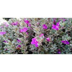 Texas zsálya LEUCOPHYLLUM LANGMANIAE K3