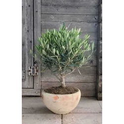 OLEA EUROPAEA BONSAI KERÁMIA TÁLBAN K3