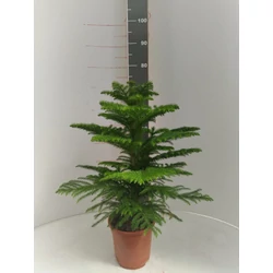 Szobafenyő ARAUCARIA HAWAII 60/70 K5-K9