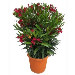 LeanderNERIUM OLEANDER 60/80 K7
