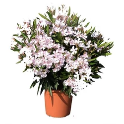 LeanderNERIUM OLEANDER 80/100 K12