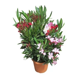 LeanderNERIUM OLEANDER TRICOLOR 50/60 K4