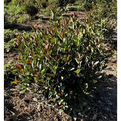 Örökzöld korallberkenye PHOTINIA FRASERI LITTLE RED ROBIN 40/60*