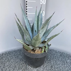 Közönséges agávé AGAVE CHRYANTHA  K4