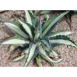 Agávé AGAVE GEMINIFLORA K1,5