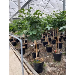 Szenna CASSIA CORYMBOSA T1/4 K5