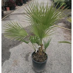 Törpe lószőrpálma CHAMAEROPS HUMILIS K30