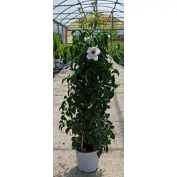 Lugasszépe PANDOREA JASMINOIDES PIRAMIDE 50/60 K3