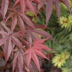 Japán juhar ACER PALMATUM SKEETER'S BROOM 170/+ K10