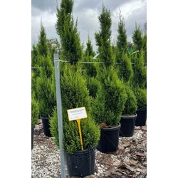 Arany lombú leyland ciprus CUPRESSOCYPARIS LEYLANDII CASTLEWELLAN GOLD SPIRÁL 120/140 K25
