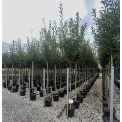Örökzöld korallberkenye PHOTINIA FRASERI RED ROBIN T200 6/8 K35 