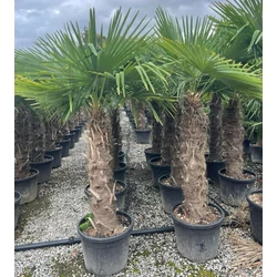 Kínai kenderpálma CHAMAEROPS EXCELSA TR170 K55