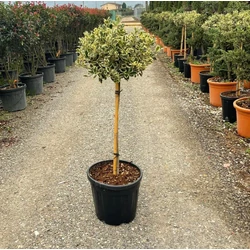 Közönséges magyal   ILEX AQUIFOLIUM ARGENTEOMARGINATA T80 K20
