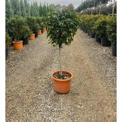 Amerikai ámbrafa   LIQUIDAMBAR STYRACIFLUA GUMBALL T50 K15