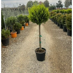 Arany lombú leyland ciprus CUPRESSOCYPARIS LEYLANDII CASTLEWELLAN GOLD T80 K20