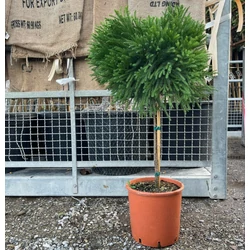 Törpe japán szugifenyő  CRYPTOMERIA JAPONICA GLOBOSA NANA T1/2 50/60 K15