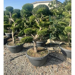 Arany lombú leyland ciprus CUPRESSOCYPARIS LEYLANDII CASTLEWELLAN GOLD BONSAI 140/150 LAPOS TÁLBAN K65