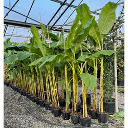 Télálló banán MUSA BASJOO T1/2 K9