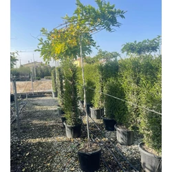 Lilaakác    WISTERIA SINENSIS T170/180 ESERNYŐ FORMA K30