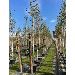 Himalájai nyír   BETULA UTILIS DOORENBOS T200 10/12 K35