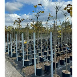 Gömb szivarfa   CATALPA BIGNONIOIDES NANA T200 8/10 K18