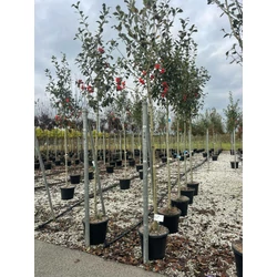 Fénylő levelű galagonya  CRATAEGUS CARRIEREI T200 8/10 K30