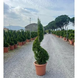 Arany lombú leyland ciprus CUPRESSOCYPARIS LEYLANDII CASTLEWELLAN GOLD SPIRÁL K12