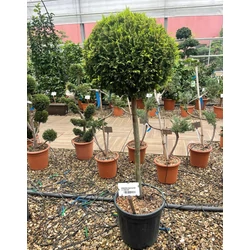 Arany lombú leyland ciprus CUPRESSOCYPARIS LEYLANDII GOLD RIDER T1/2 K25