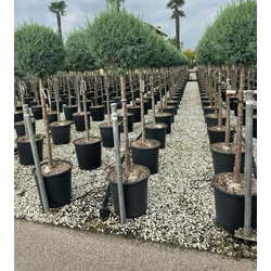 Oszlopos, kék arizóniai ciprus CUPRESSUS ARIZONICA FASTIGIATA T1/2 K25
