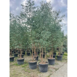 Havasi eukaliptusz EUCALYPTUS CAMALDULENSIS ROSTRATA TÖBBTÖRZSES 350/400 K110