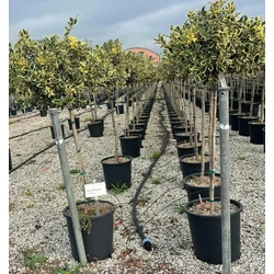 Közönséges magyal   ILEX AQUIFOLIUM ARGENTEOMARGINATA T1/2 K18