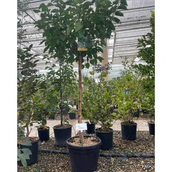 Eperfa MORUS NIGRA T1/2 K35