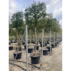 Kínai vadkörte   PYRUS CALLERYANA CHANTICLEER T200 FAL K110