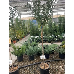 Ferragnes mandula PRUNUS DULCIS FERRAGNES T1/2 K15