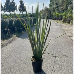 Vászonfű   PHORMIUM TENAX 100/+ K12