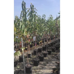 Datolyaszilva DIOSPYROS KAKI COCCOLATINO T1/2 K9