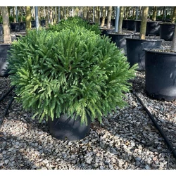Törpe japán szugifenyő  CRYPTOMERIA JAPONICA GLOBOSA NANA 40/50 K15