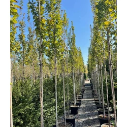 Oszlopos gyertyán  CARPINUS BETULUS LUCAS T200 6/8 K30