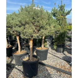 Törpe erdeifenyő PINUS SYLVESTRIS WATERERI T1/4 50/60 K25