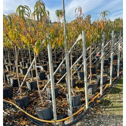 Őszibarack PRUNUS PERSICA FAJTÁK T1/2 8/10 K15