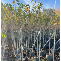 Cseresznye PRUNUS AVIUM FAJTÁK T1/2 K15