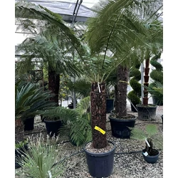 Óriás páfrányfa DICKSONIA ANTARCTICA T100/120 K90