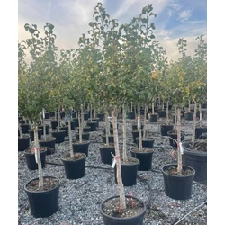 Conference körte PYRUS COMMUNIS CONFERENCE T1/2 12/14 K50