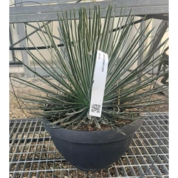 Agávé AGAVE GEMINIFLORA LAPOS TÁLBAN K25