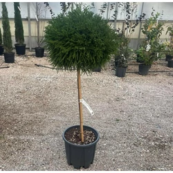 Törpe japán szugifenyő CRYPTOMERIA JAPONICA LITTLE CHAMPION T1/2 K18